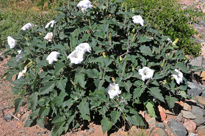 Western Jimson Weed is a mounding plant that grows up to 4 feet or so and has showy flowers and leaves. All parts of this plant are poisonous. Datura wrightii